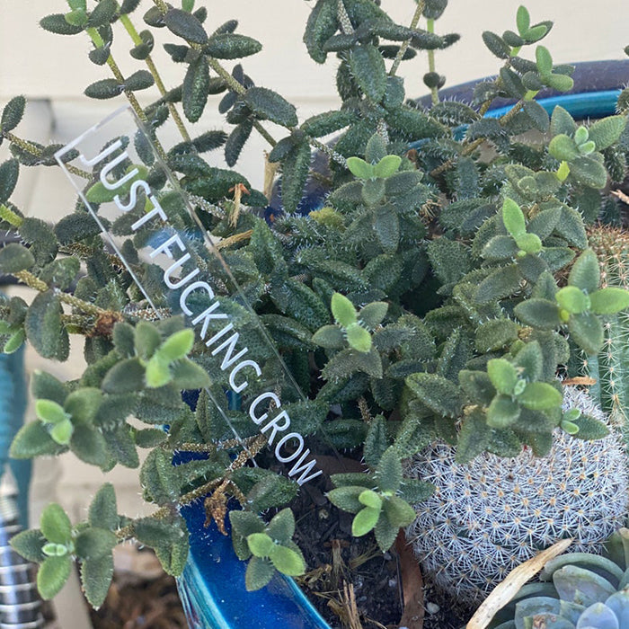 Plant Lover Gift